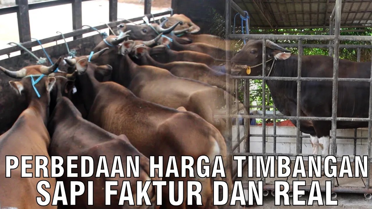 
                                 Perbedaan-Timbangan-Sapi-Faktur-Dan-Real